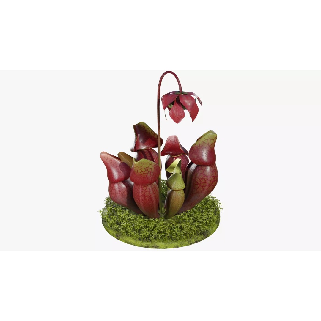 Sarracenia Purpurea 3D Model – PBR Textured Carnivorous Plant, Blender, FBX, OBJ - View 2