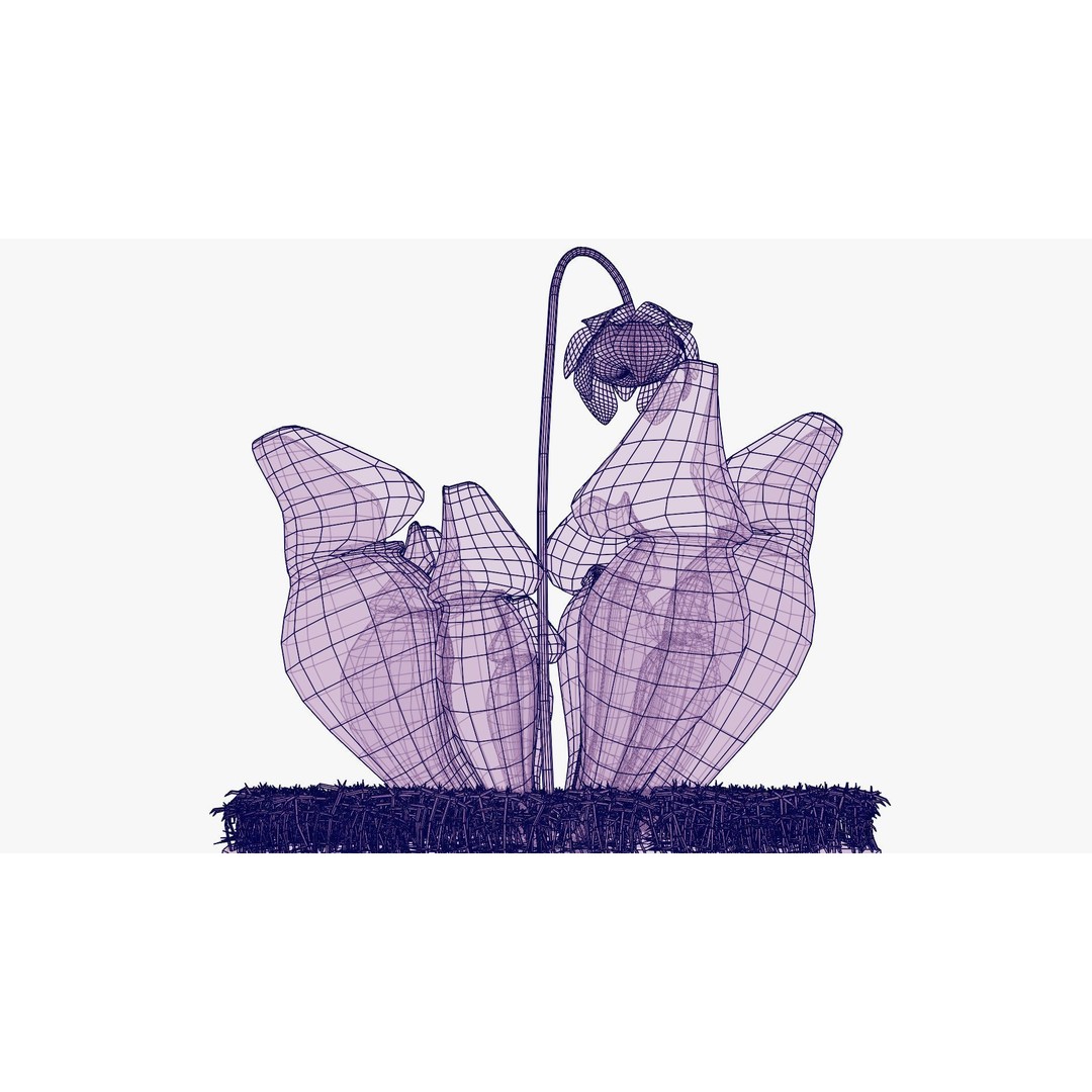Sarracenia Purpurea 3D Model – PBR Textured Carnivorous Plant, Blender, FBX, OBJ - View 29