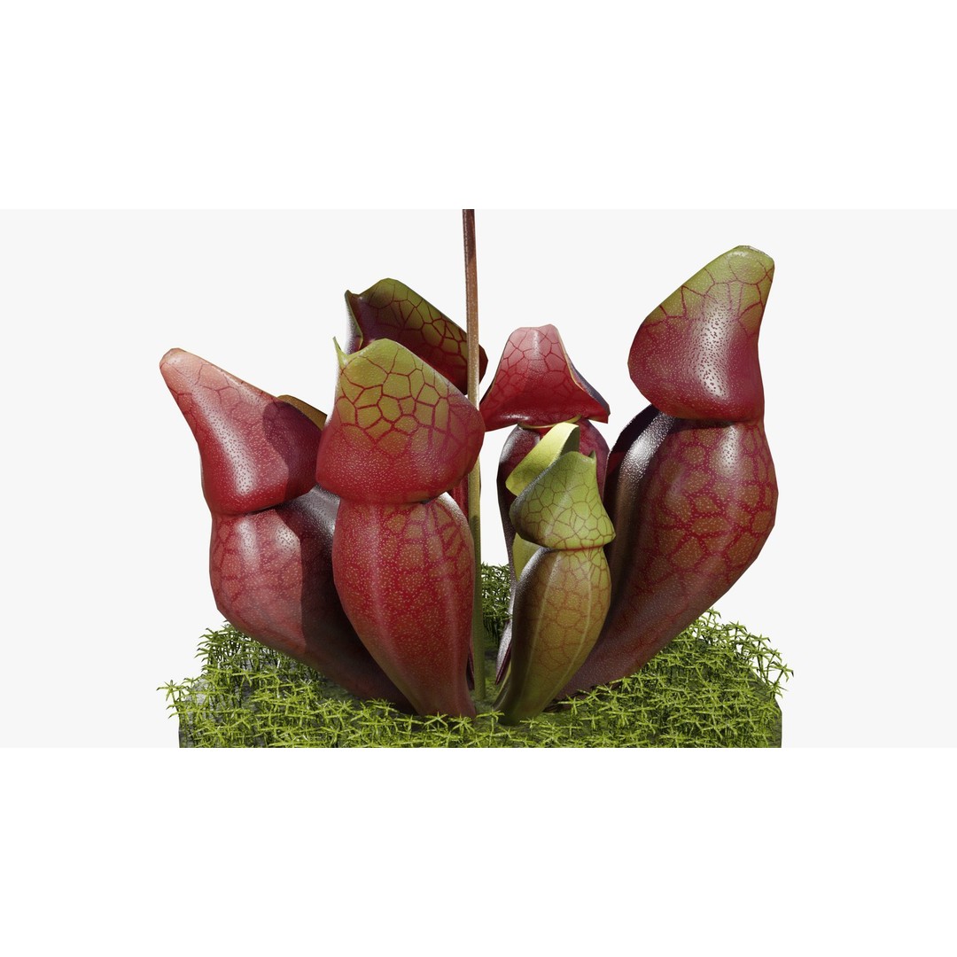 Sarracenia Purpurea 3D Model – PBR Textured Carnivorous Plant, Blender, FBX, OBJ - View 3