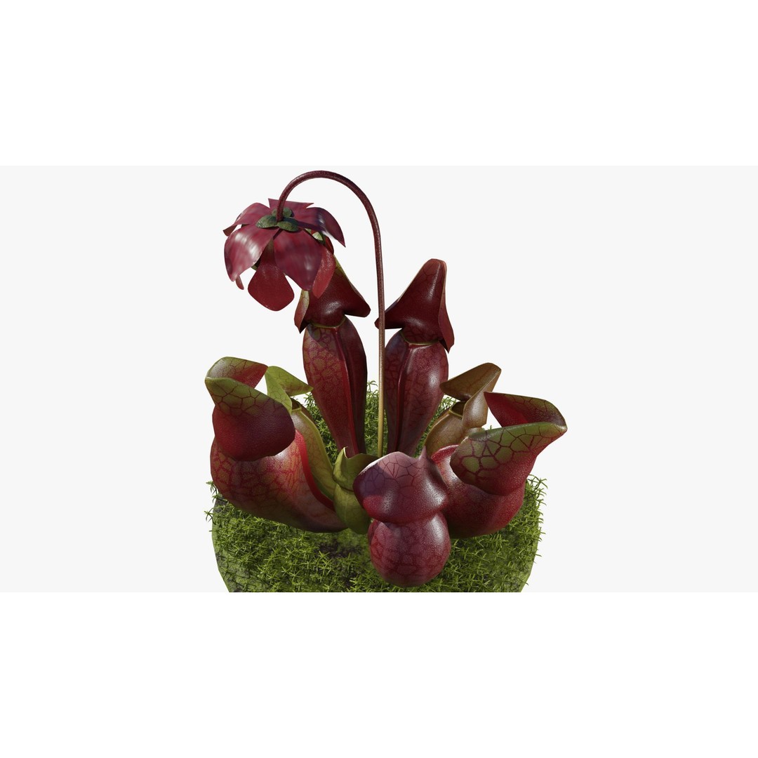 Sarracenia Purpurea 3D Model – PBR Textured Carnivorous Plant, Blender, FBX, OBJ - View 4
