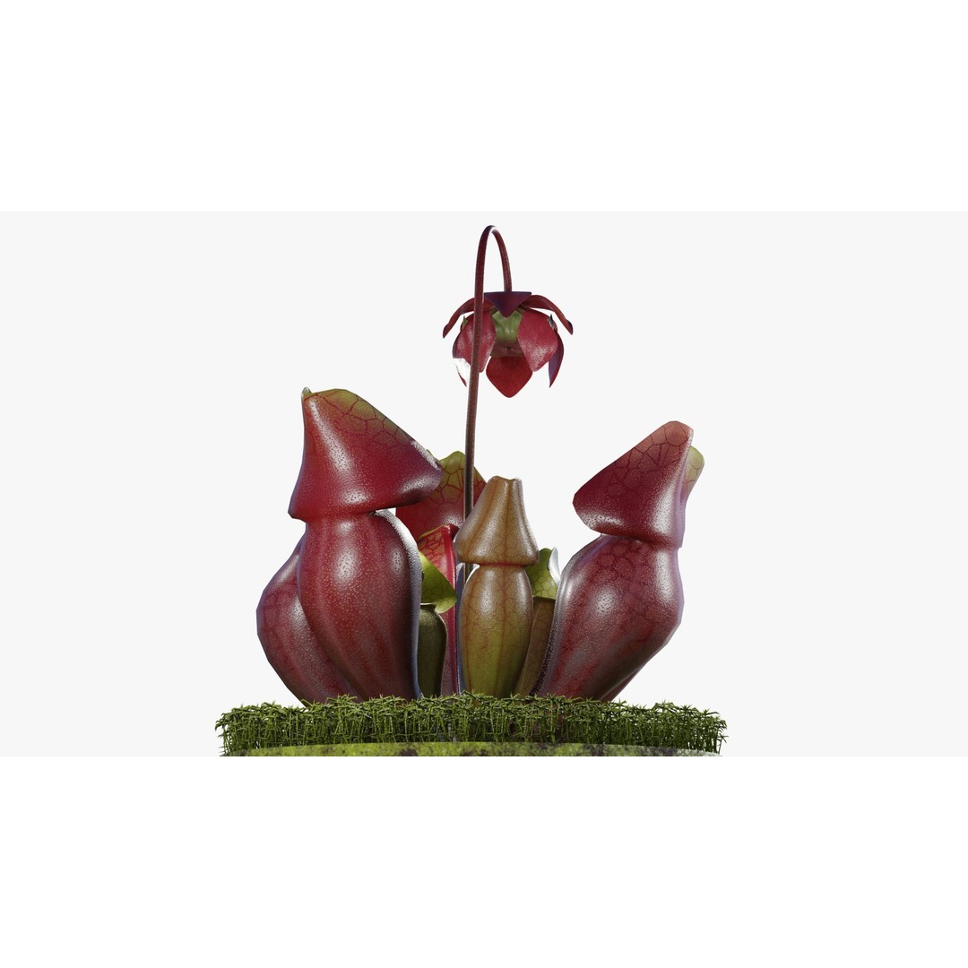 Sarracenia Purpurea 3D Model – PBR Textured Carnivorous Plant, Blender, FBX, OBJ - View 5