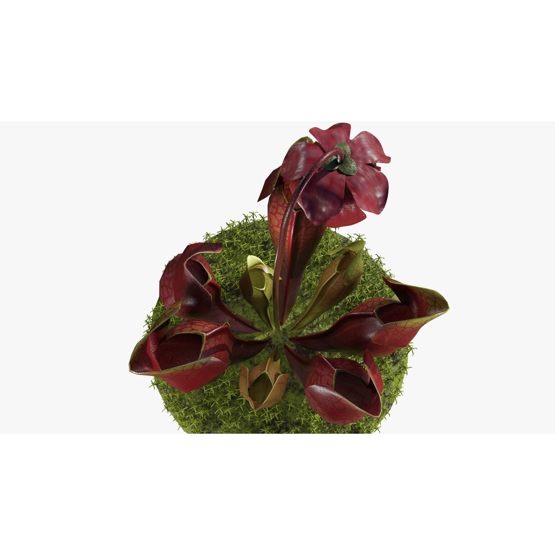 Sarracenia Purpurea 3D Model – PBR Textured Carnivorous Plant, Blender, FBX, OBJ - View 6