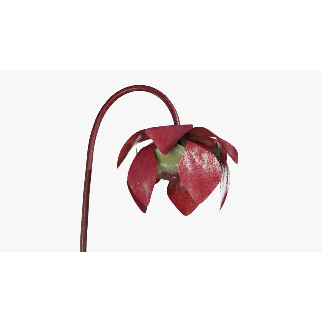 Sarracenia Purpurea 3D Model – PBR Textured Carnivorous Plant, Blender, FBX, OBJ - View 7
