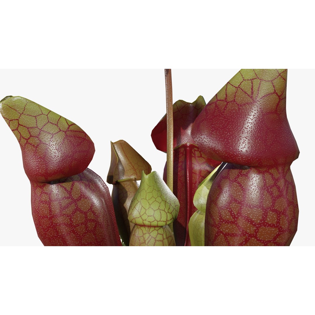Sarracenia Purpurea 3D Model – PBR Textured Carnivorous Plant, Blender, FBX, OBJ - View 8