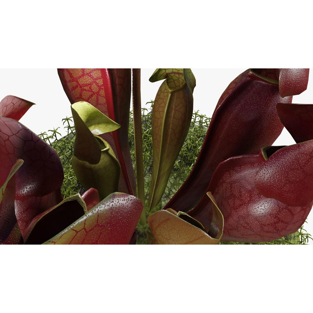 Sarracenia Purpurea 3D Model – PBR Textured Carnivorous Plant, Blender, FBX, OBJ - View 9