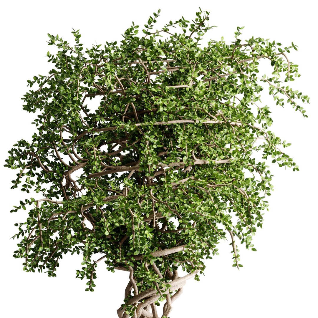 Benjamin Tree 3D Model – Indoor Plant Set with PBR Textures