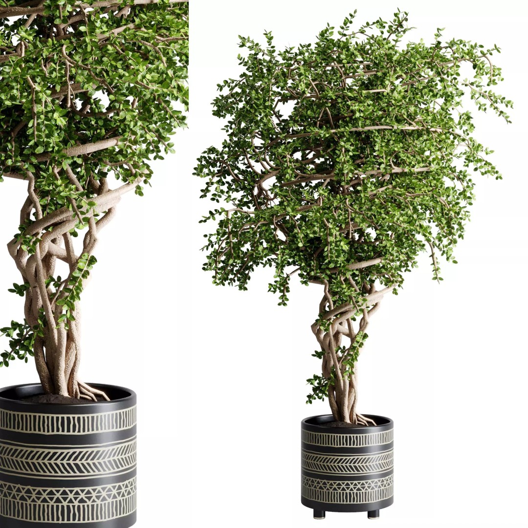 Benjamin Tree 3D Model – Indoor Plant Set with PBR Textures - View 2