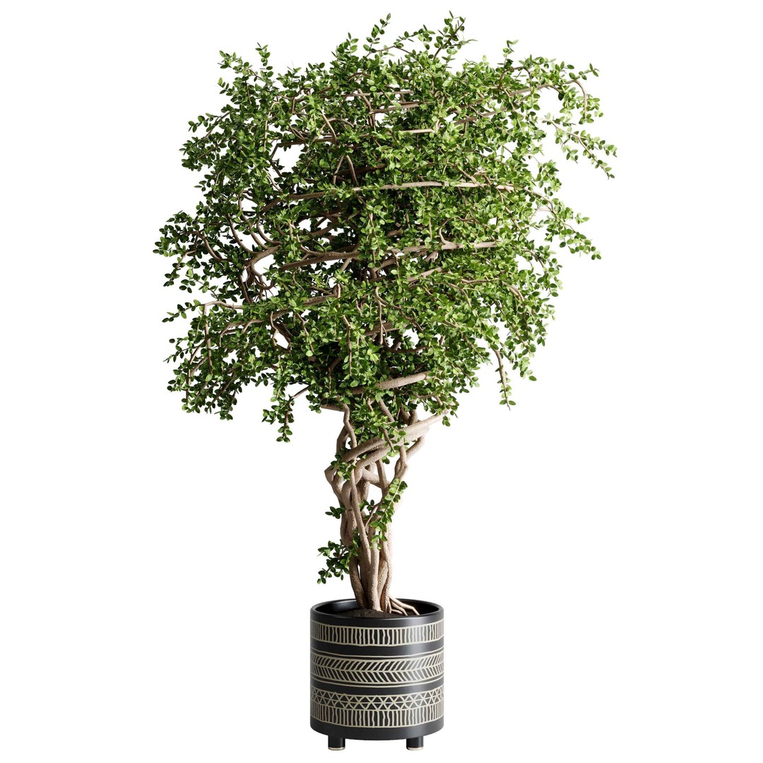 Benjamin Tree 3D Model – Indoor Plant Set with PBR Textures - View 3