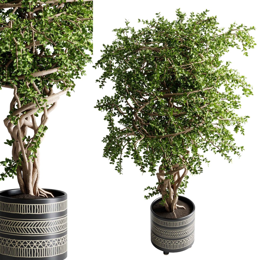 Benjamin Tree 3D Model – Indoor Plant Set with PBR Textures - View 4