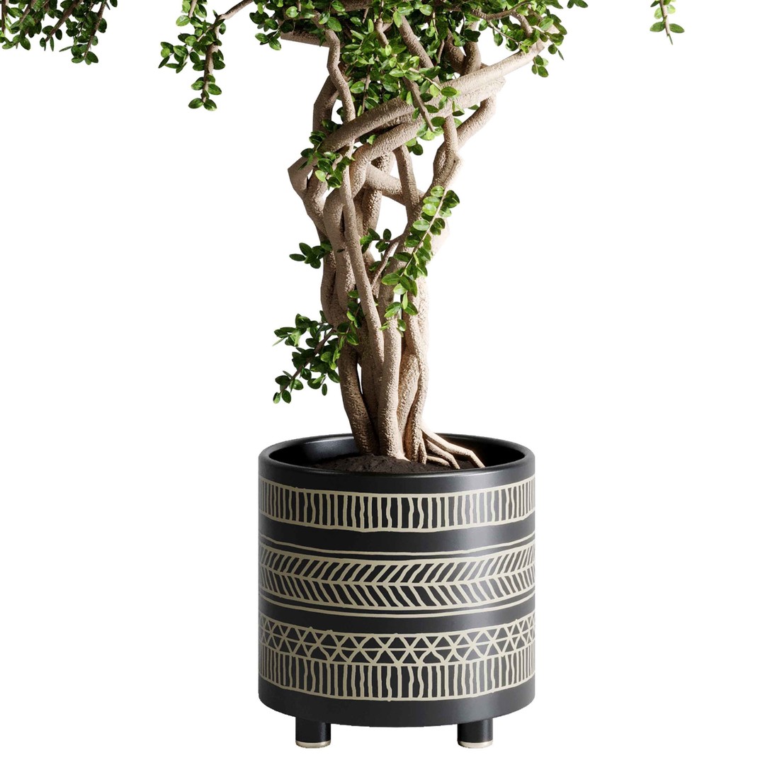 Benjamin Tree 3D Model – Indoor Plant Set with PBR Textures - View 6