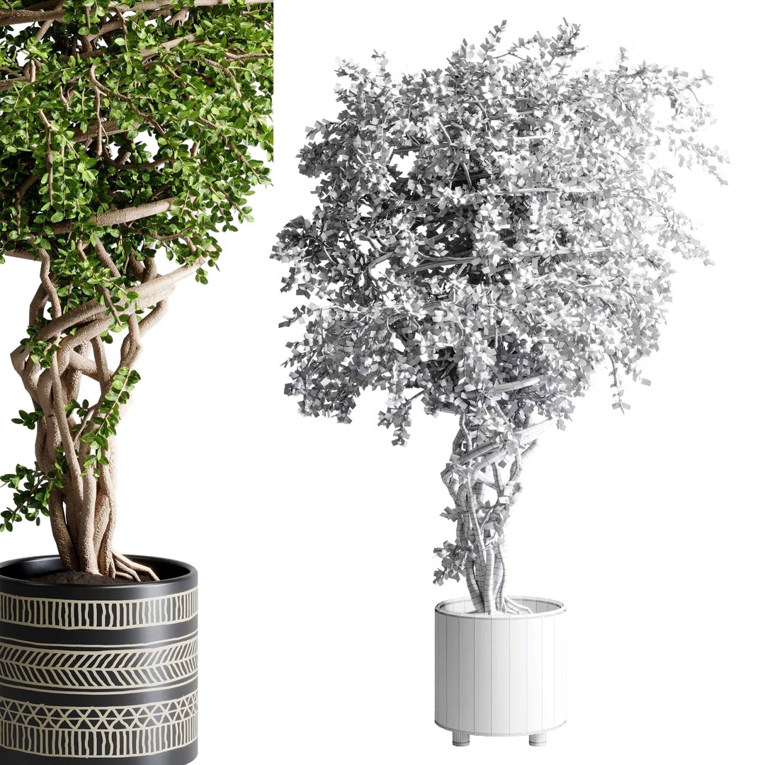 Benjamin Tree 3D Model – Indoor Plant Set with PBR Textures - View 7