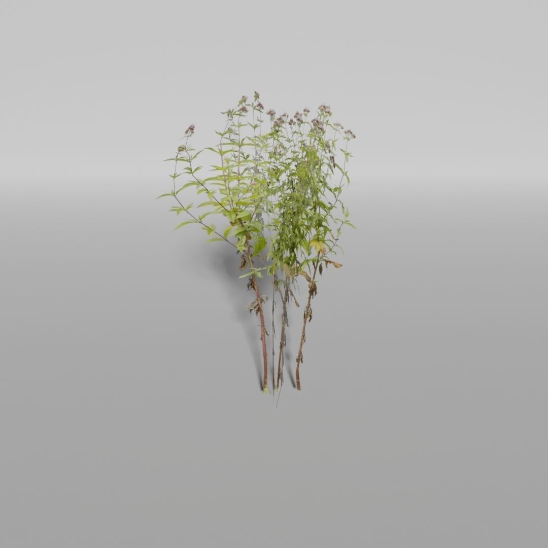 Low-Poly Plants 3D Model – Game-Ready Asset, Blender, FBX