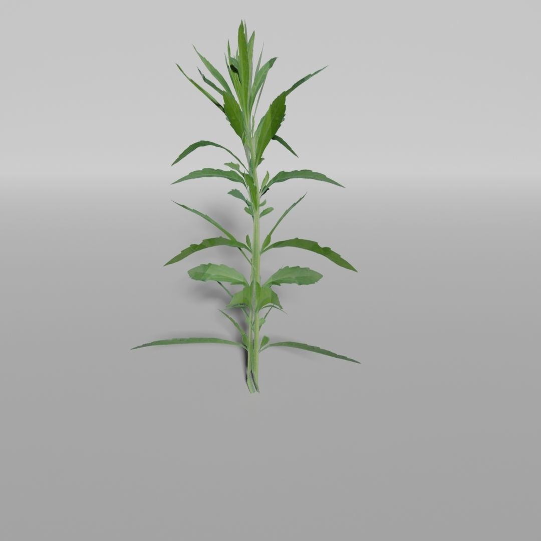 Low-Poly Plants 3D Model – Game-Ready Asset, Blender, FBX - View 3