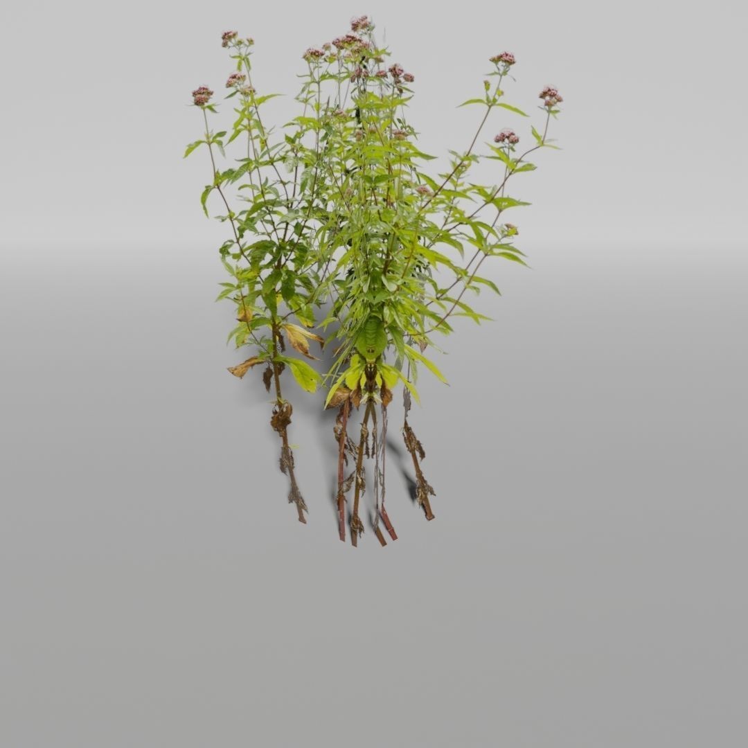 Low-Poly Plants 3D Model – Game-Ready Asset, Blender, FBX - View 7
