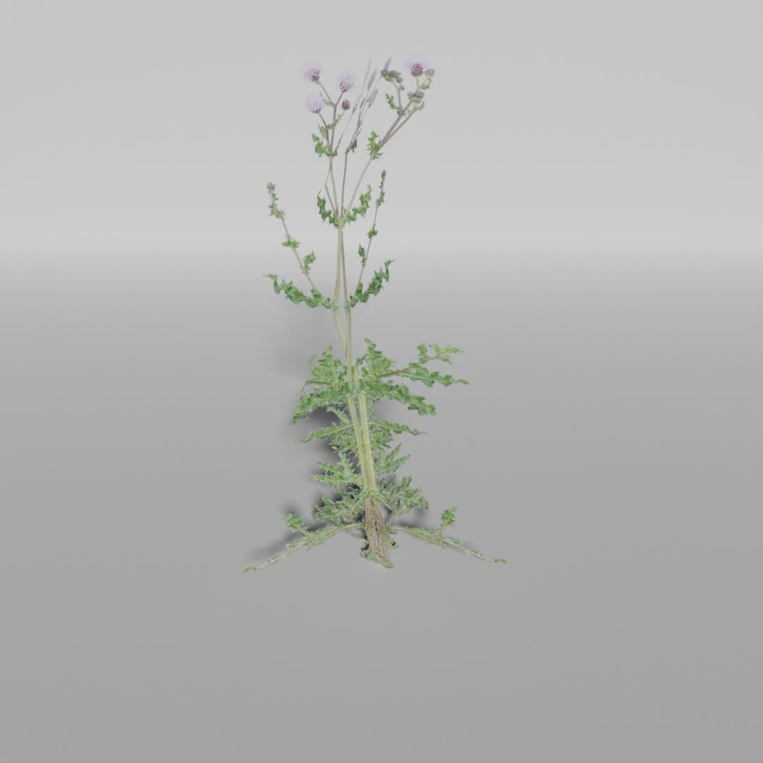 Low-Poly Plants 3D Model – Game-Ready Asset, Blender, FBX - View 9