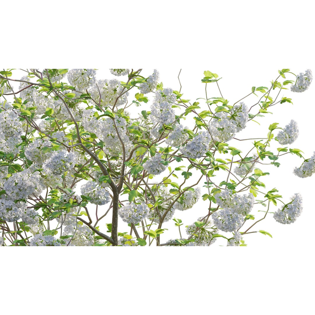 Viburnum opulus Roseum 3D Model – PBR Plant Asset, FBX - View 10