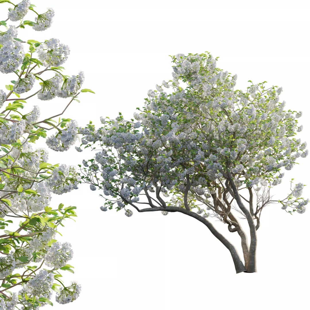 Viburnum opulus Roseum 3D Model – PBR Plant Asset, FBX - View 2