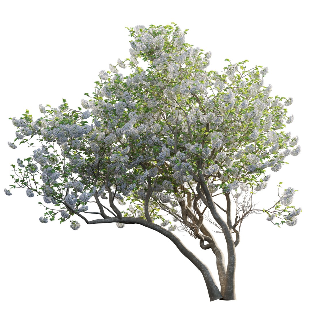 Viburnum opulus Roseum 3D Model – PBR Plant Asset, FBX - View 3