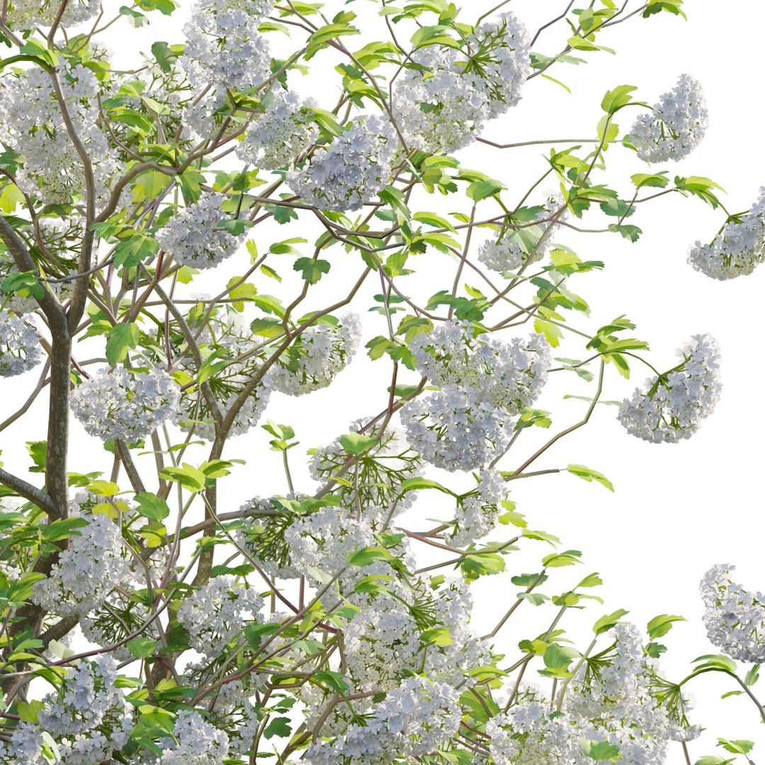 Viburnum opulus Roseum 3D Model – PBR Plant Asset, FBX - View 5