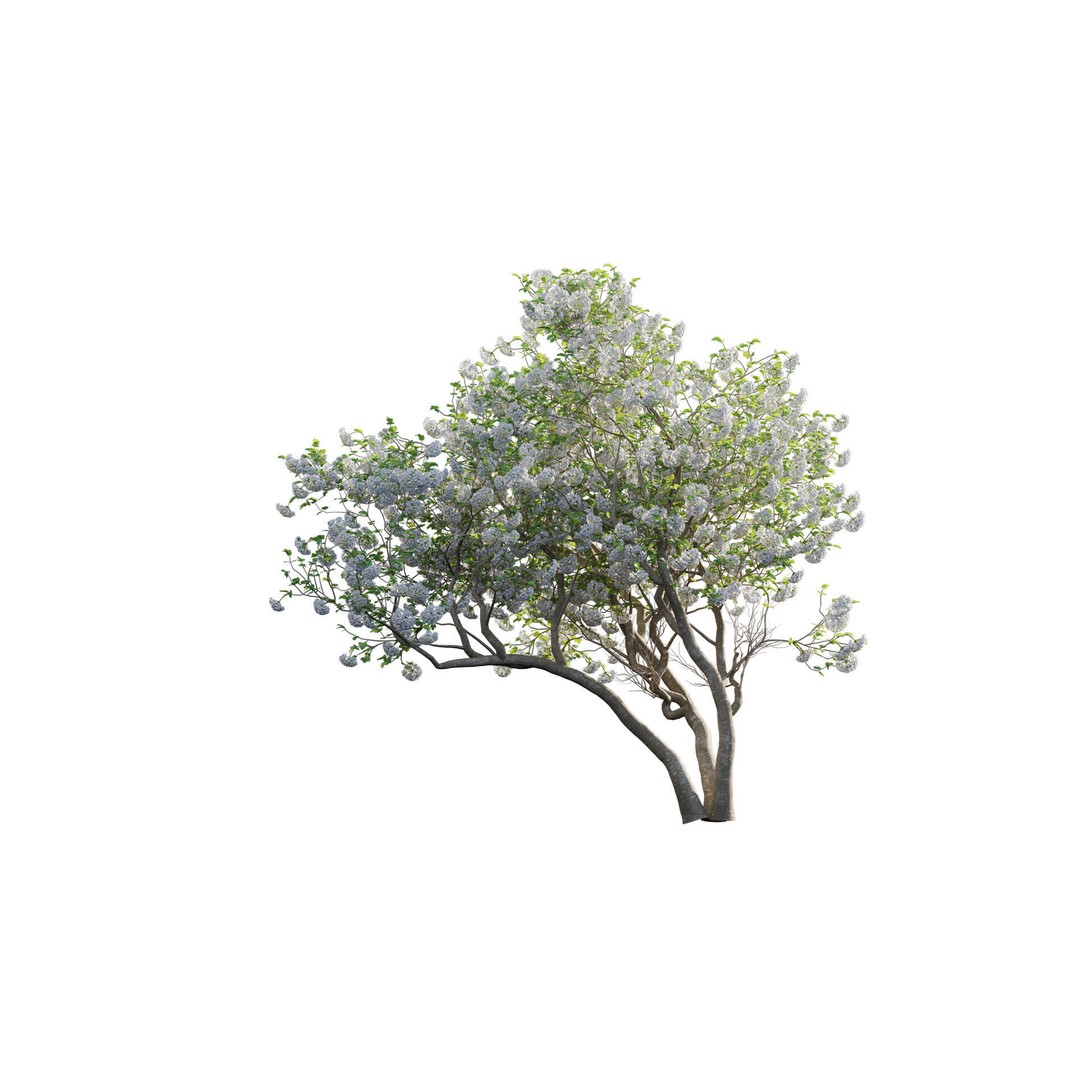 Viburnum opulus Roseum 3D Model – PBR Plant Asset, FBX - View 7