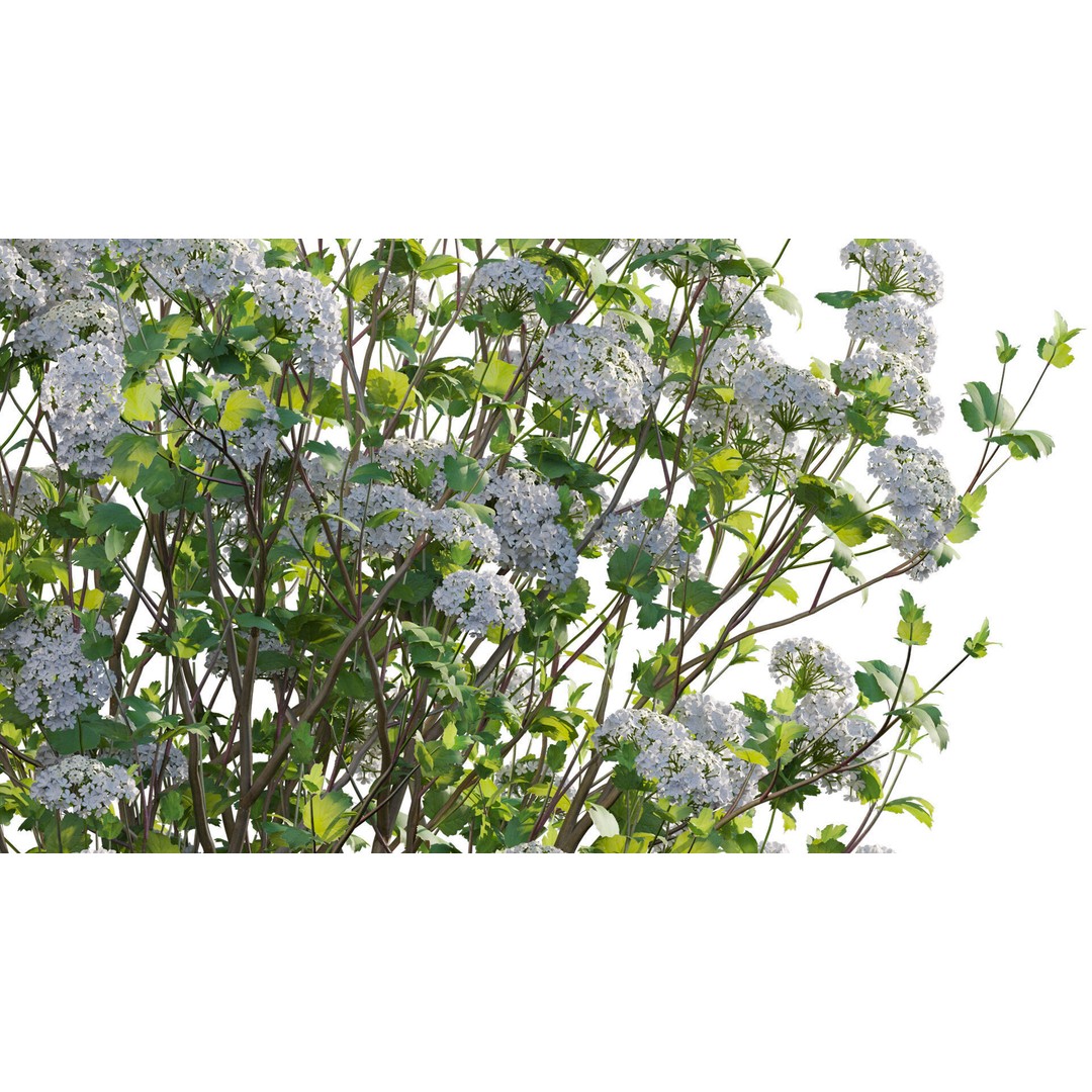 Viburnum opulus Roseum 3D Model – PBR Plant Asset, FBX - View 9