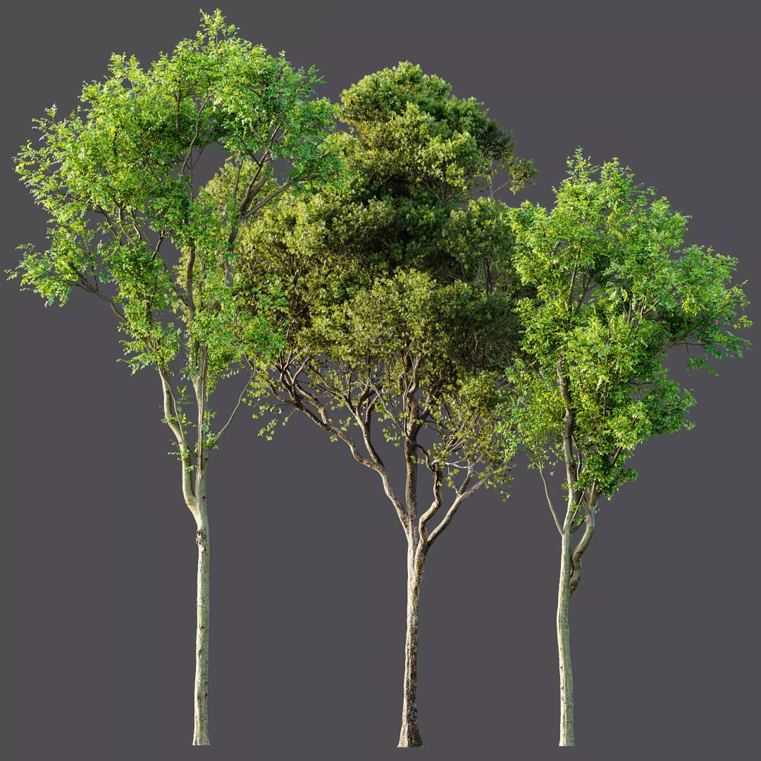 Celtis Australis and Acer Pseudoplatanus 3D Model – High Poly Vegetation, FBX, OBJ, Blender - View 10