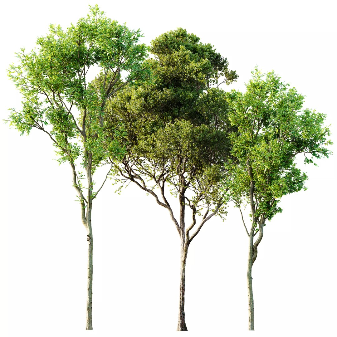 Celtis Australis and Acer Pseudoplatanus 3D Model – High Poly Vegetation, FBX, OBJ, Blender - View 11