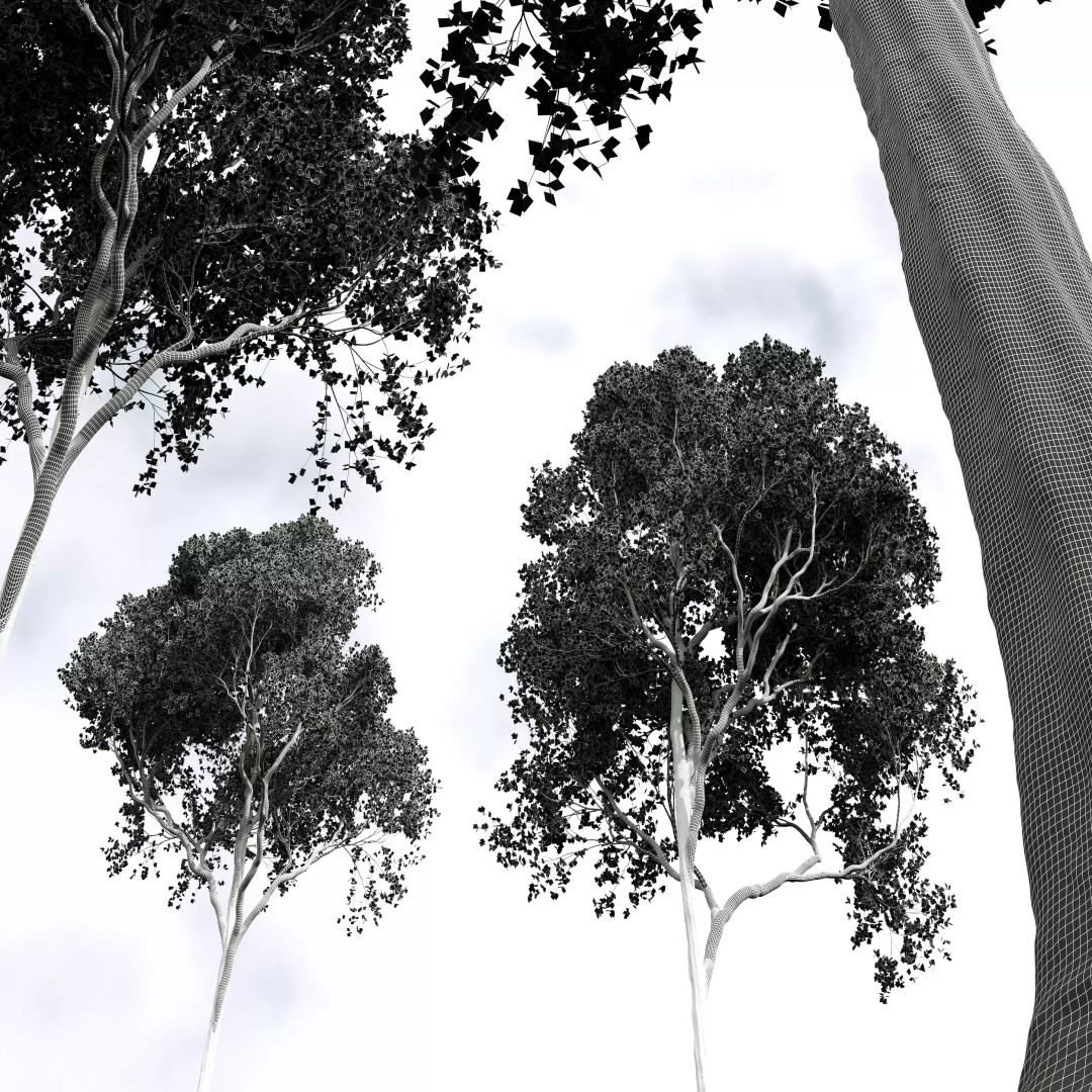 Celtis Australis and Acer Pseudoplatanus 3D Model – High Poly Vegetation, FBX, OBJ, Blender - View 12