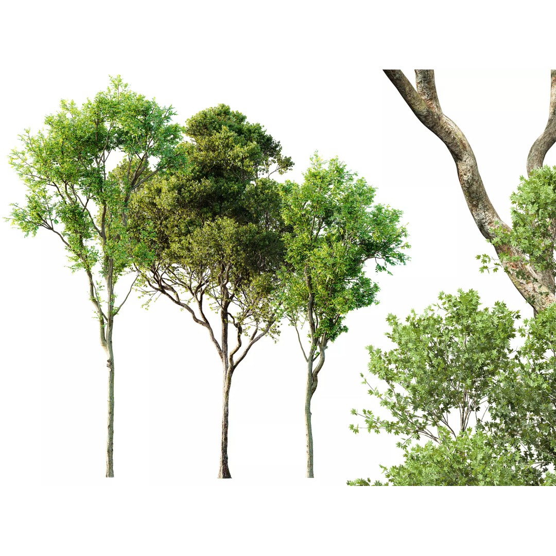 Celtis Australis and Acer Pseudoplatanus 3D Model – High Poly Vegetation, FBX, OBJ, Blender - View 2
