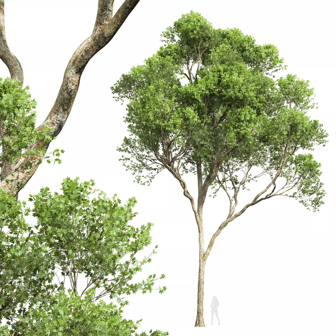 Celtis Australis and Acer Pseudoplatanus 3D Model – High Poly Vegetation, FBX, OBJ, Blender - View 3