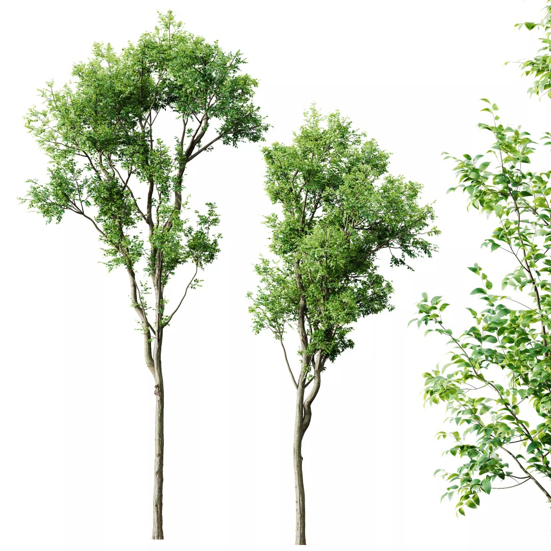Celtis Australis and Acer Pseudoplatanus 3D Model – High Poly Vegetation, FBX, OBJ, Blender - View 4