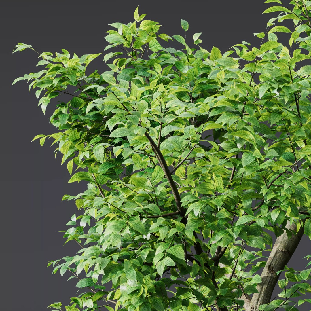 Celtis Australis and Acer Pseudoplatanus 3D Model – High Poly Vegetation, FBX, OBJ, Blender - View 5