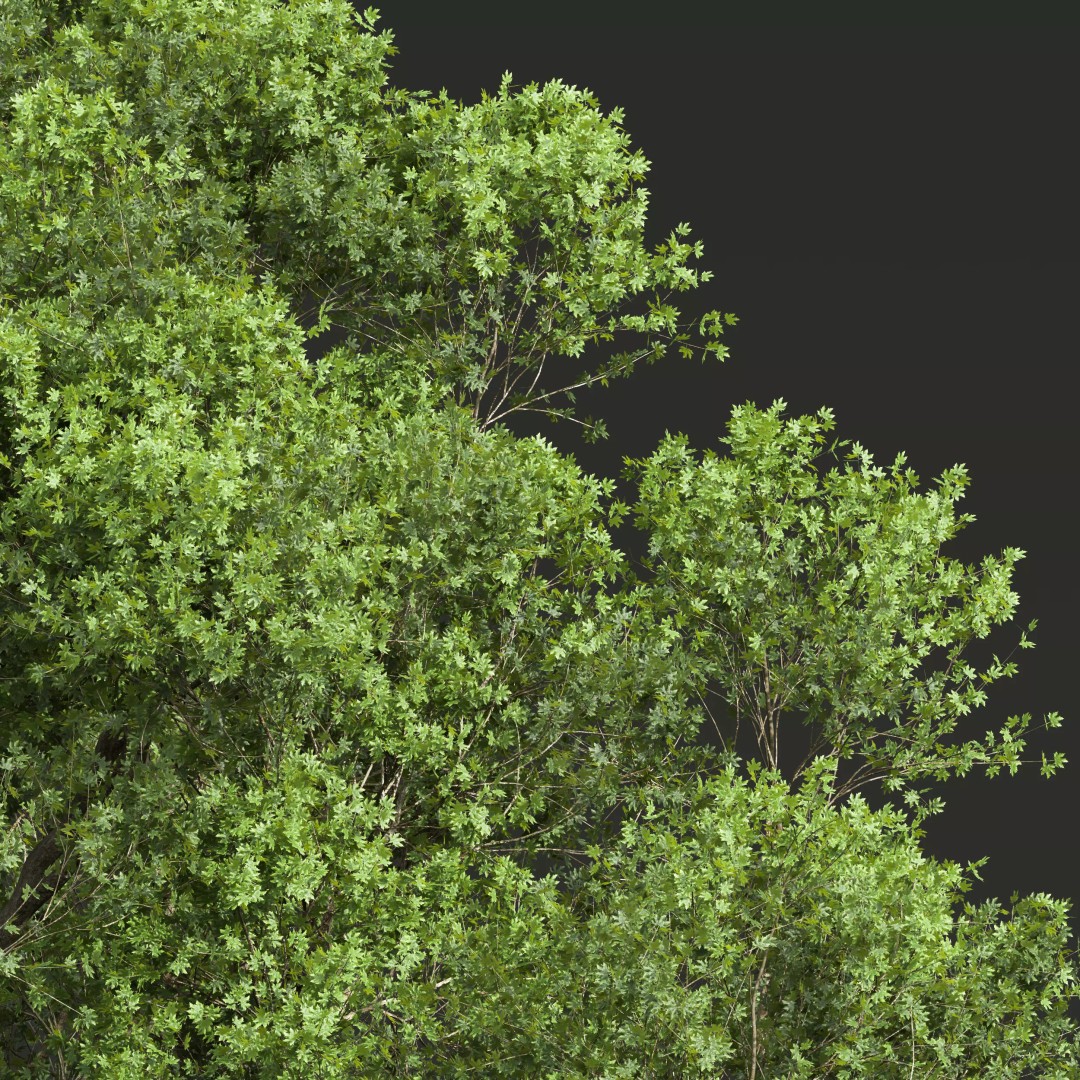 Celtis Australis and Acer Pseudoplatanus 3D Model – High Poly Vegetation, FBX, OBJ, Blender - View 6