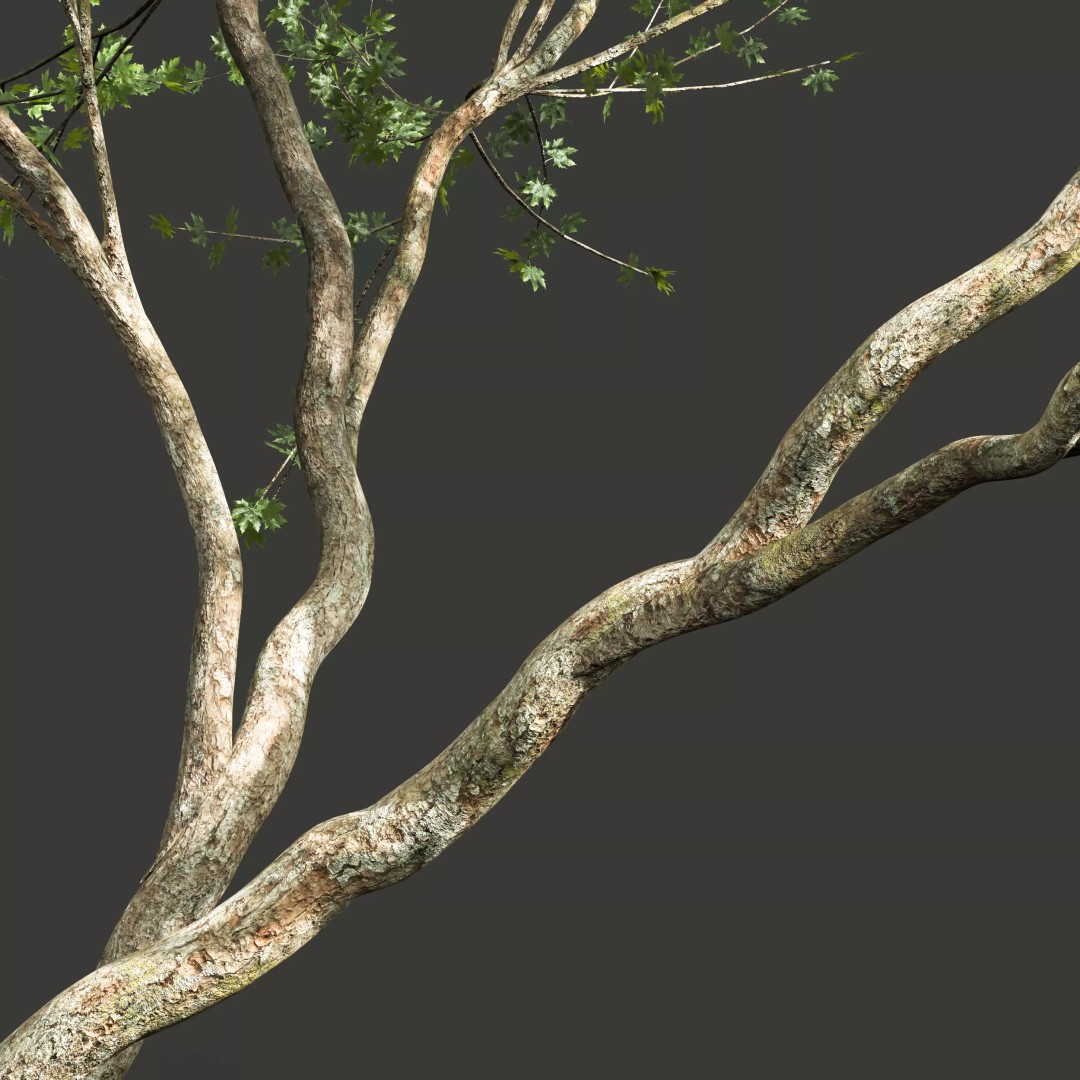 Celtis Australis and Acer Pseudoplatanus 3D Model – High Poly Vegetation, FBX, OBJ, Blender - View 7