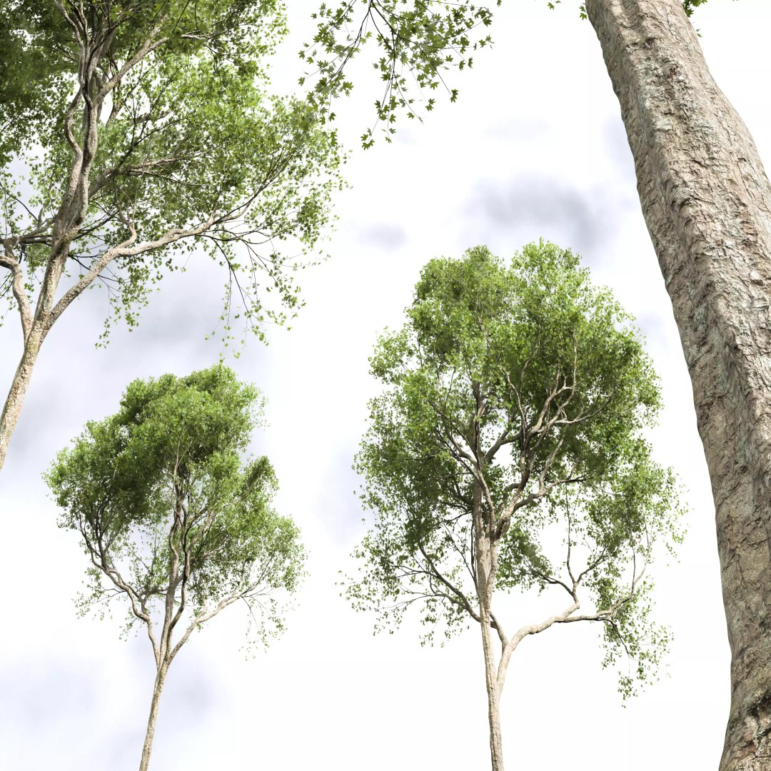 Celtis Australis and Acer Pseudoplatanus 3D Model – High Poly Vegetation, FBX, OBJ, Blender - View 8