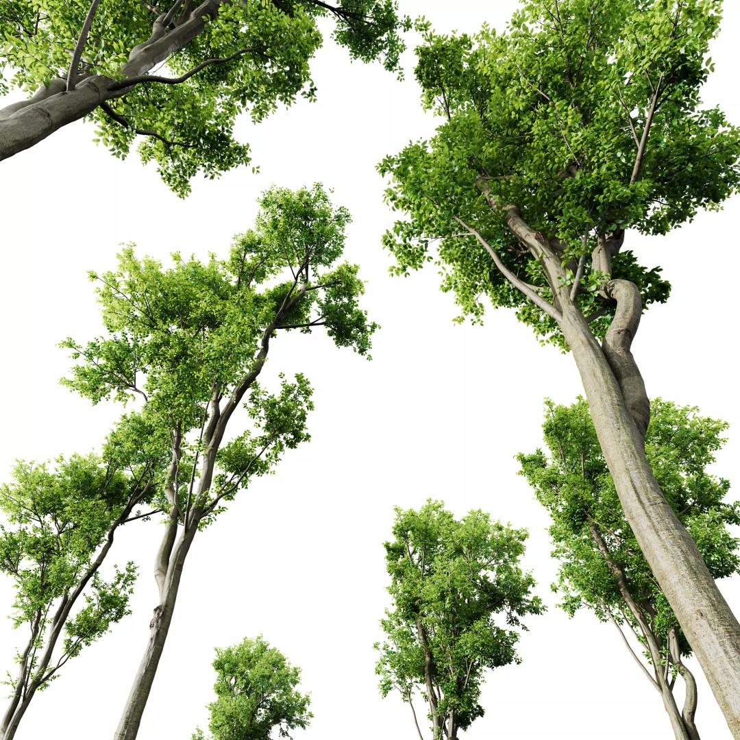 Celtis Australis and Acer Pseudoplatanus 3D Model – High Poly Vegetation, FBX, OBJ, Blender - View 9