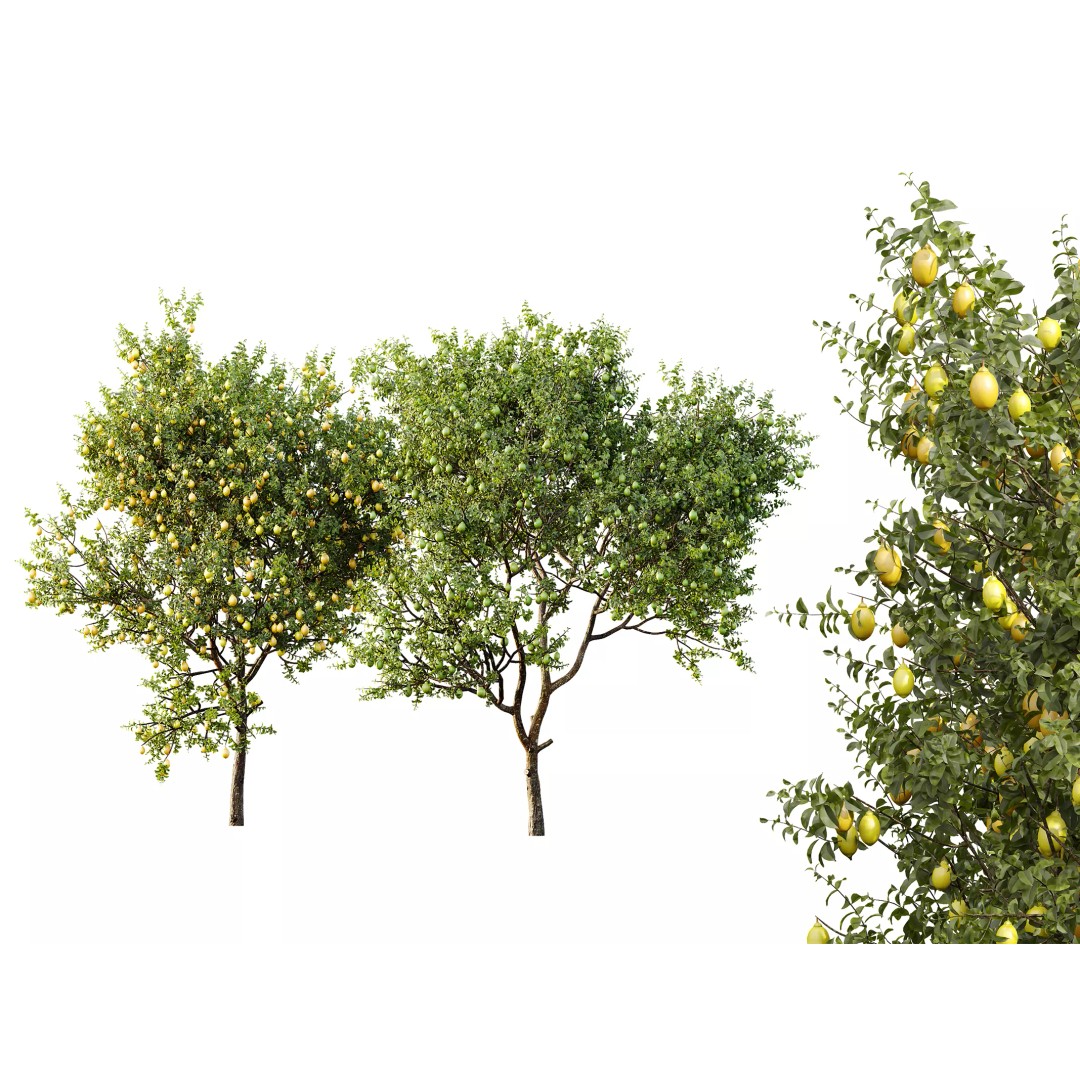 Meyer Lemon and Orange 3D Model – High Poly Citrus Trees for Archviz - View 2
