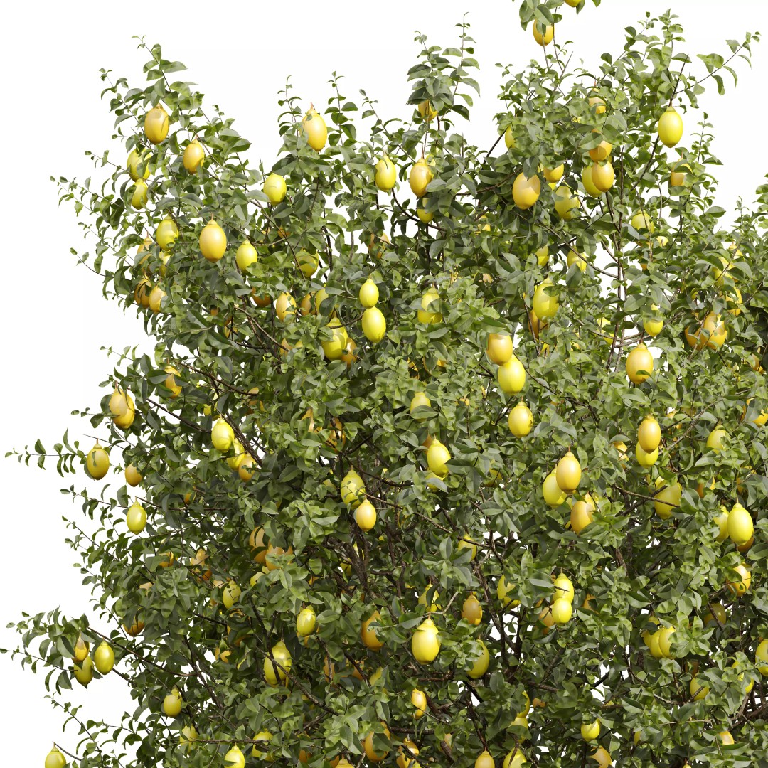 Meyer Lemon and Orange 3D Model – High Poly Citrus Trees for Archviz - View 3