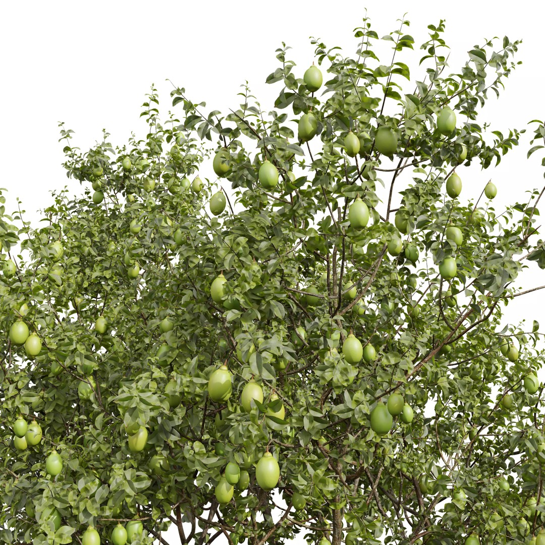 Meyer Lemon and Orange 3D Model – High Poly Citrus Trees for Archviz - View 4