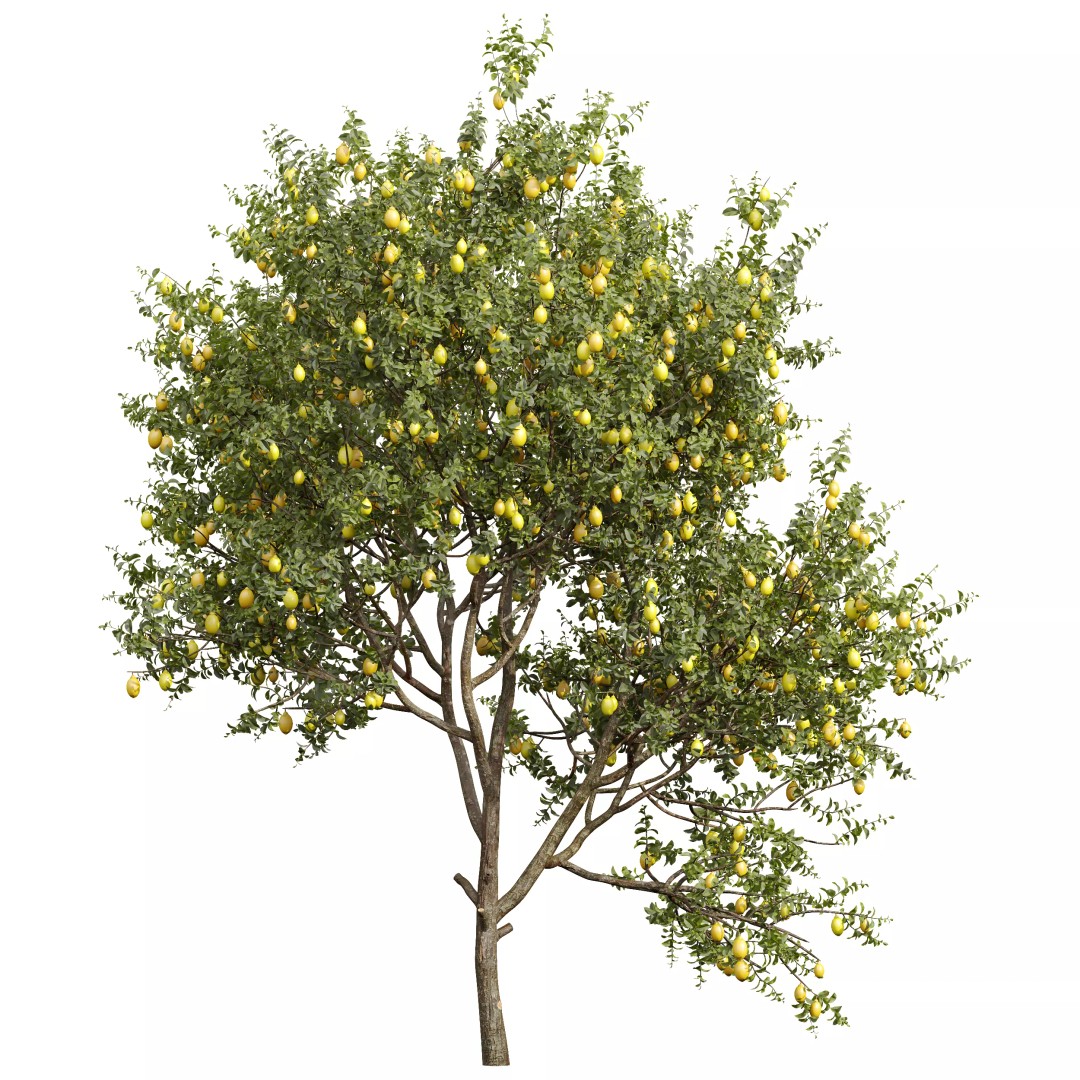 Meyer Lemon and Orange 3D Model – High Poly Citrus Trees for Archviz - View 5
