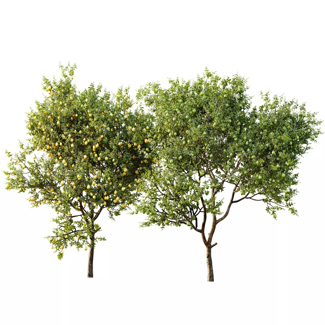 Meyer Lemon and Orange 3D Model – High Poly Citrus Trees for Archviz - View 7