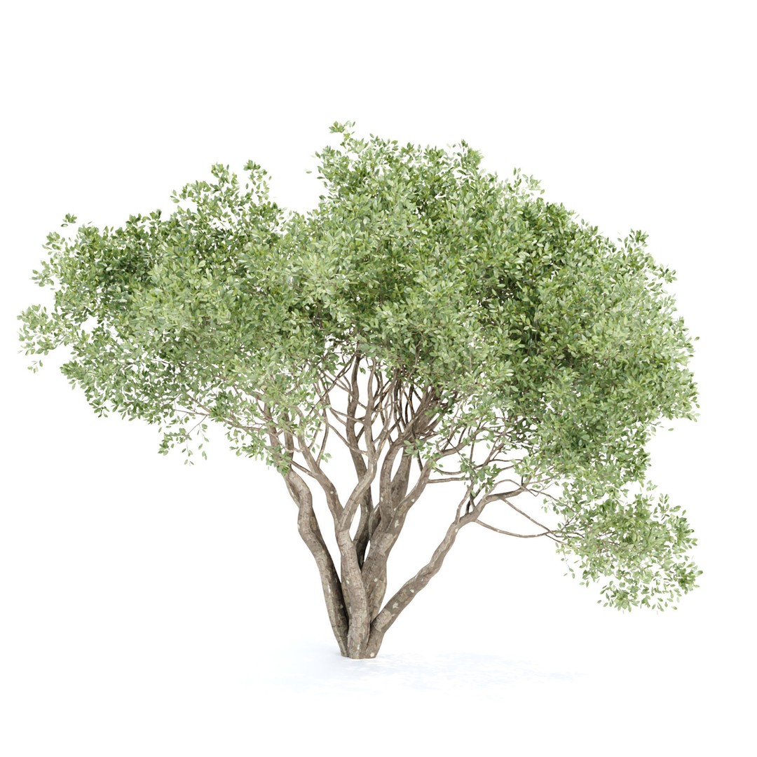 Shrubs Collection 3D Model – High Poly Bushes, FBX & OBJ Formats - View 3