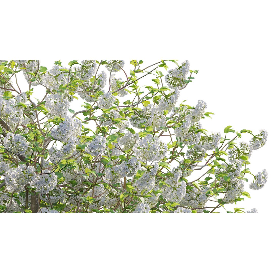 Viburnum opulus Roseum 3D Model – PBR Plant Asset, FBX, Blender