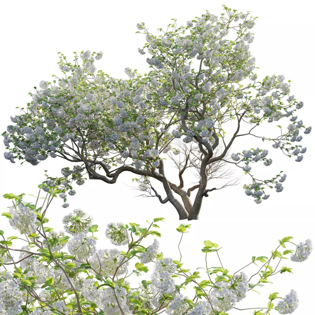 Viburnum opulus Roseum 3D Model – PBR Plant Asset, FBX, Blender - View 2