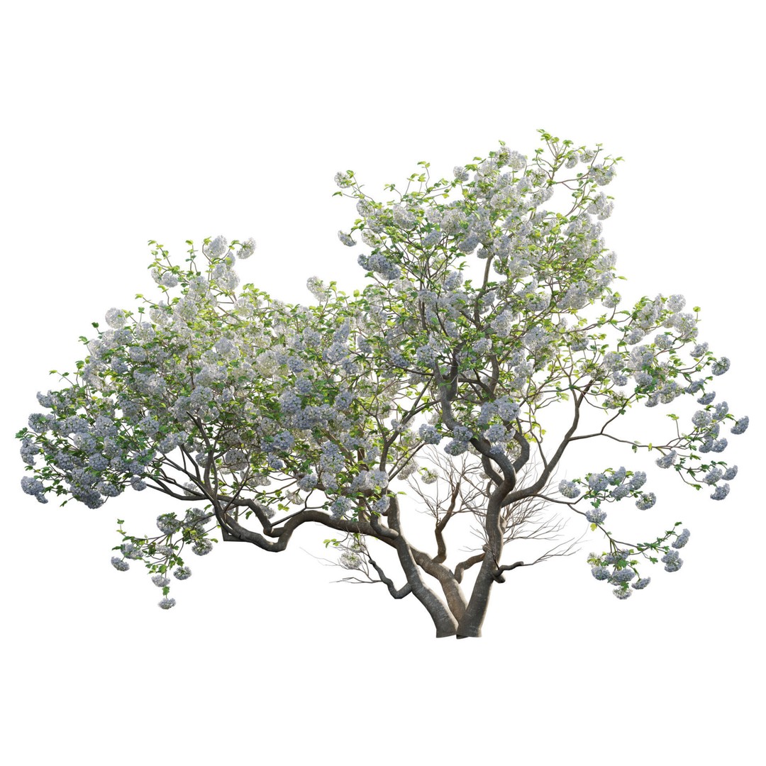 Viburnum opulus Roseum 3D Model – PBR Plant Asset, FBX, Blender - View 3
