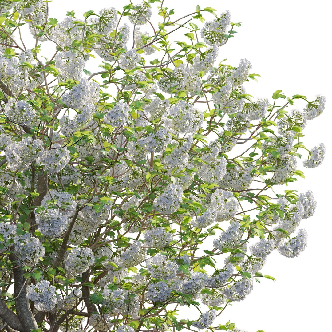 Viburnum opulus Roseum 3D Model – PBR Plant Asset, FBX, Blender - View 4