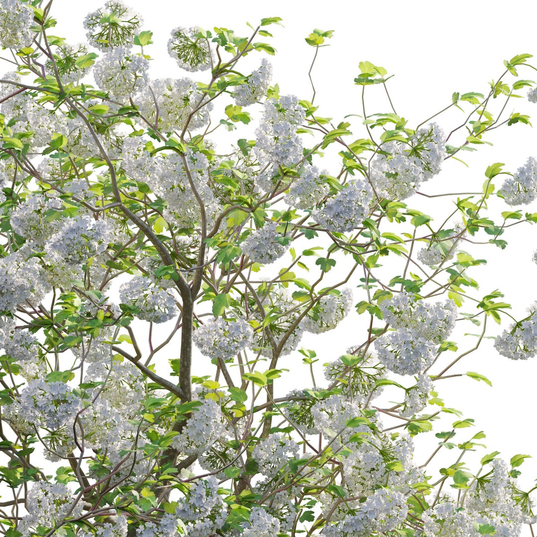 Viburnum opulus Roseum 3D Model – PBR Plant Asset, FBX, Blender - View 5