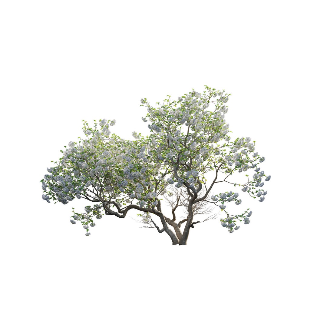 Viburnum opulus Roseum 3D Model – PBR Plant Asset, FBX, Blender - View 7