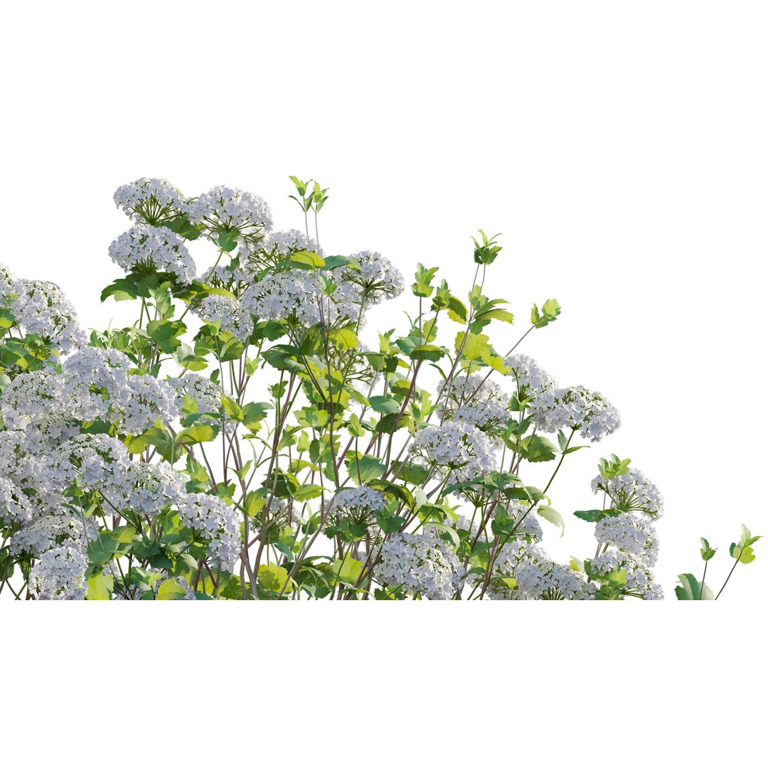 Viburnum opulus Roseum 3D Model – PBR Plant Asset, FBX, Blender - View 8