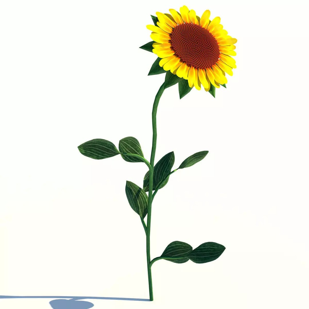 Sunflower 3D Model – Low Poly Game Asset, FBX & OBJ Formats - View 2